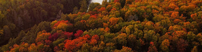 Image of Fall For All!