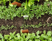🪴Urban Organic Gardener's Monthly Seed Club 🌿 PRO